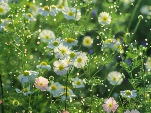 野花视频在线观看视频—野花视频在线观看视频：探索未知的刺激与乐趣