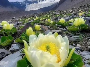 天山雪莲：传奇之花与命运之子的宿命纠缠之旅