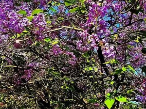 开心激情五月丁香花(五月丁香花绽放，激情开心满心间)