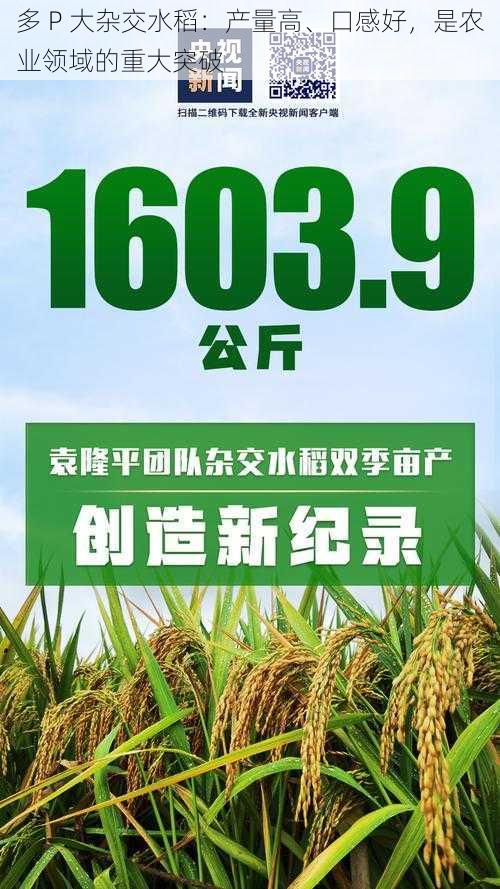 多 P 大杂交水稻：产量高、口感好，是农业领域的重大突破