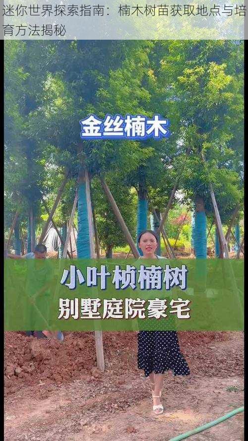 迷你世界探索指南：楠木树苗获取地点与培育方法揭秘