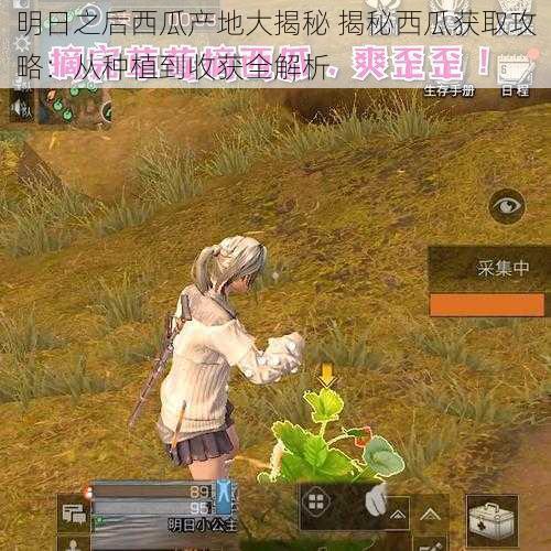 明日之后西瓜产地大揭秘 揭秘西瓜获取攻略：从种植到收获全解析