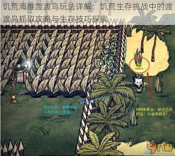 饥荒海难渡渡鸟玩法详解：饥荒生存挑战中的渡渡鸟抓取攻略与生存技巧探索